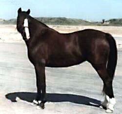 Bristol Elan posed for an in-hand photo